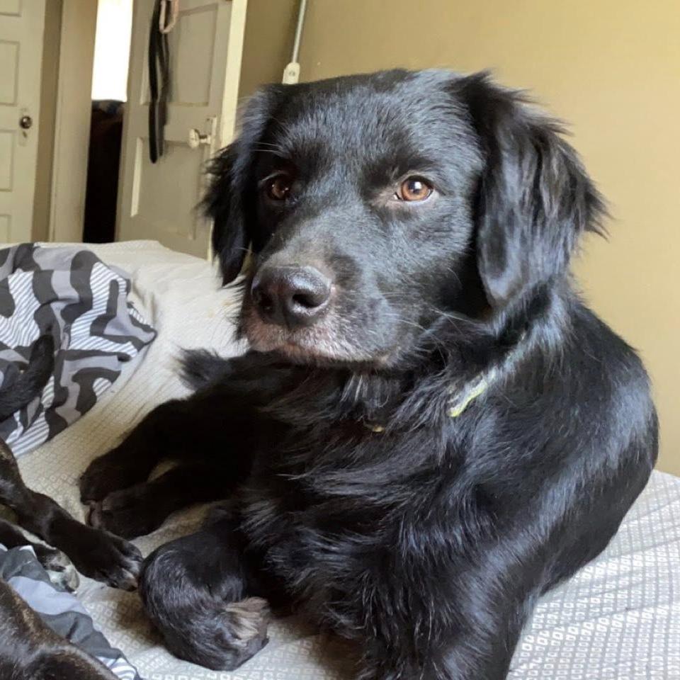 Enlarge Astro, a ADOPTABLE mixed breed in Columbia, MO image 3/5