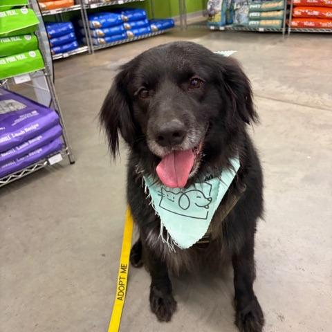 Astro, ADOPTABLE, Adult Male Labrador Retriever & Golden Retriever.