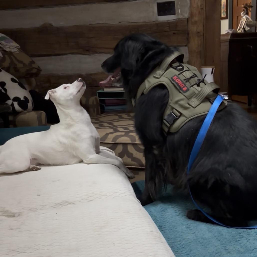 Enlarge Astro, a ADOPTABLE mixed breed in Columbia, MO image 4/5