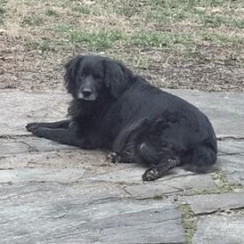 Enlarge Astro, a ADOPTABLE mixed breed in Columbia, MO image 5/5