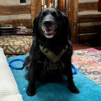 Enlarge Astro, a ADOPTABLE mixed breed in Columbia, MO image 2/5