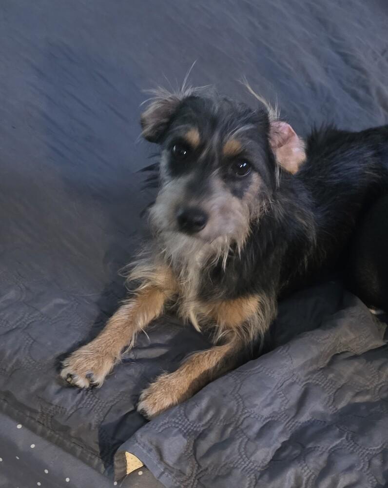Shasta, Adoptable, Young Female Terrier.