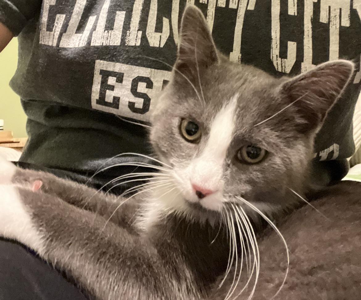 Enlarge Pinball - adoption fee waived , a ADOPTABLE Domestic Short Hair in Columbia, MD image 4/5