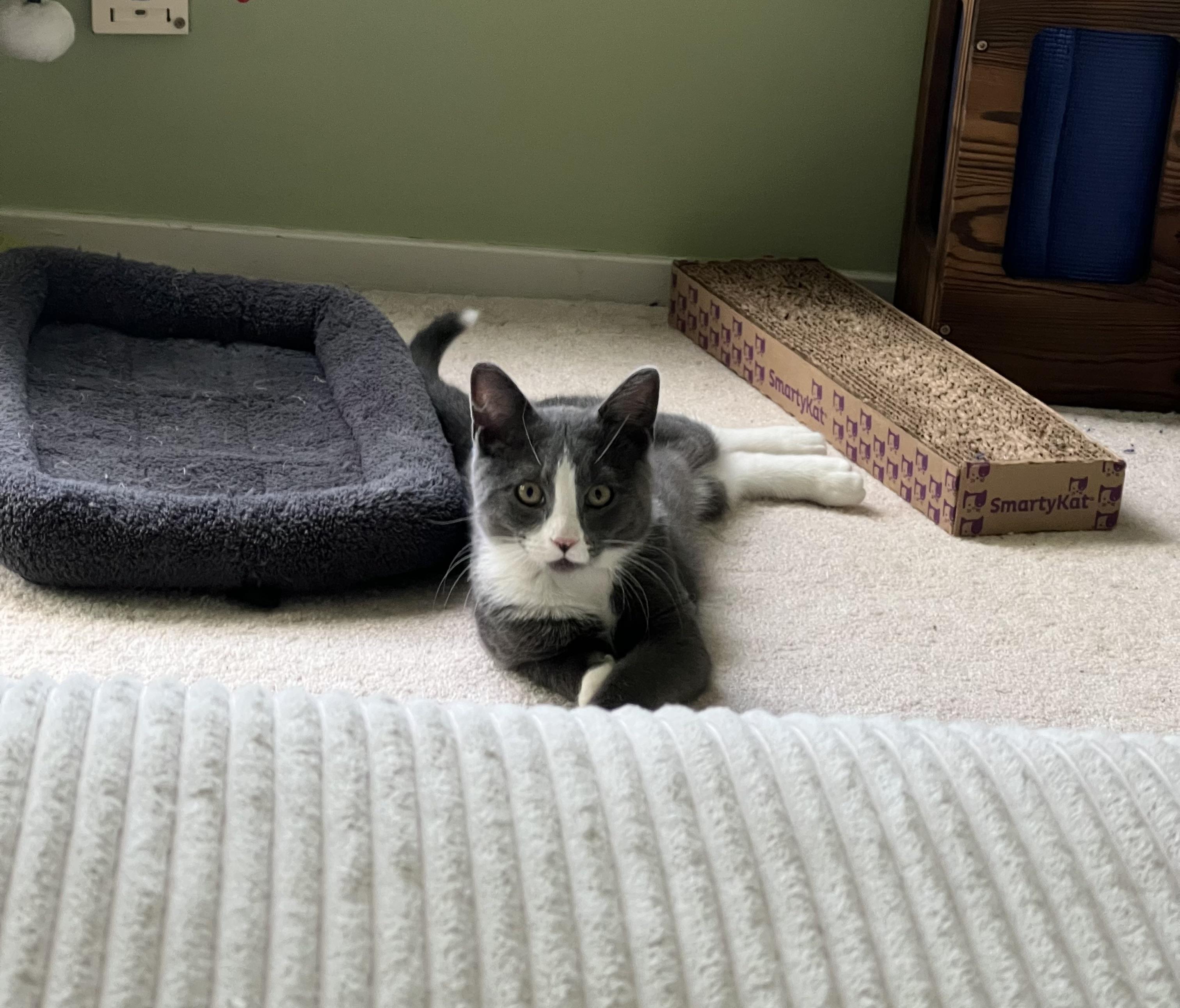 Enlarge Pinball - adoption fee waived , a ADOPTABLE Domestic Short Hair in Columbia, MD image 1/5