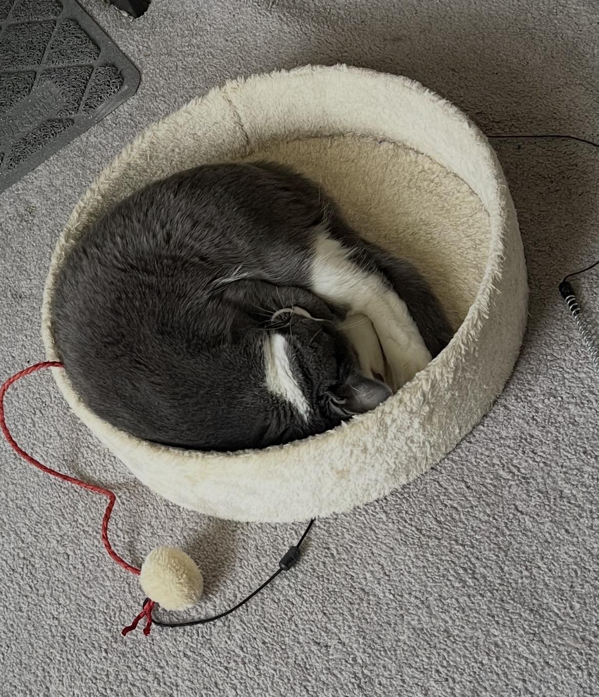 Enlarge Pinball - adoption fee waived , a ADOPTABLE Domestic Short Hair in Columbia, MD image 3/5