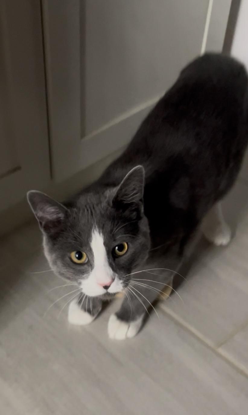Enlarge Pinball - adoption fee waived , a ADOPTABLE Domestic Short Hair in Columbia, MD image 5/5