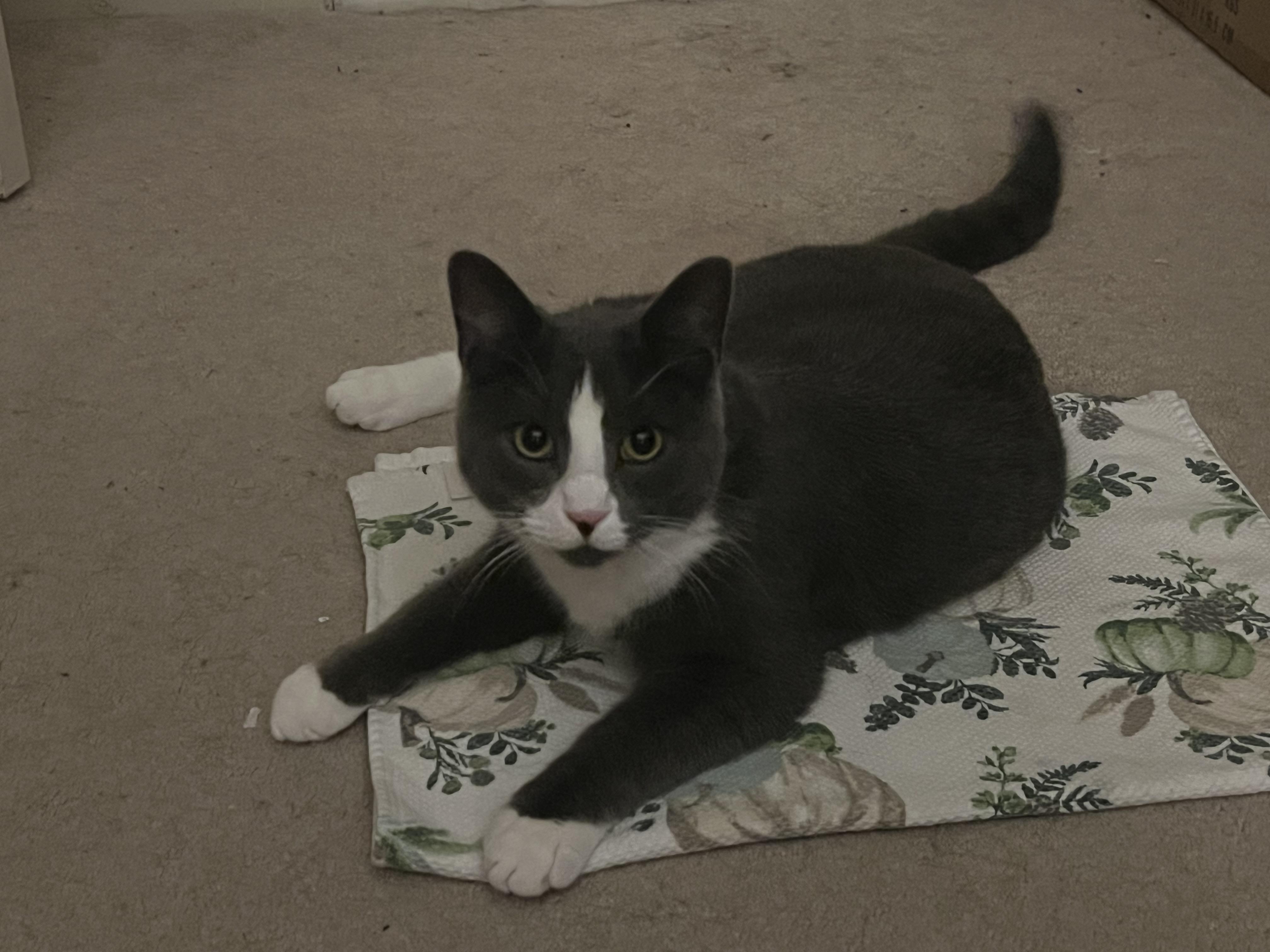 Enlarge Pinball - adoption fee waived , a ADOPTABLE Domestic Short Hair in Columbia, MD image 2/5