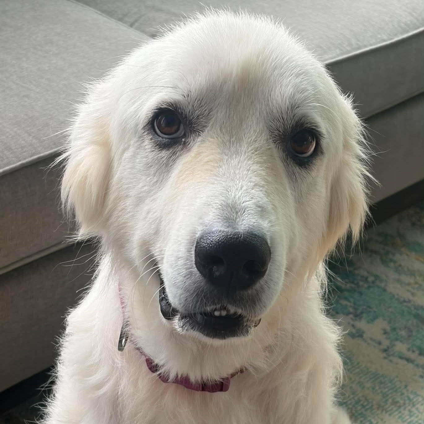 Sweetie, a ADOPTABLE mixed breed in Wando, SC image 1/6