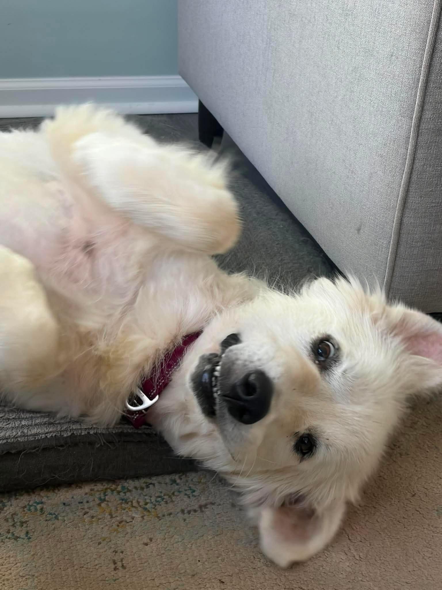 Sweetie, a ADOPTABLE mixed breed in Wando, SC image 2/6
