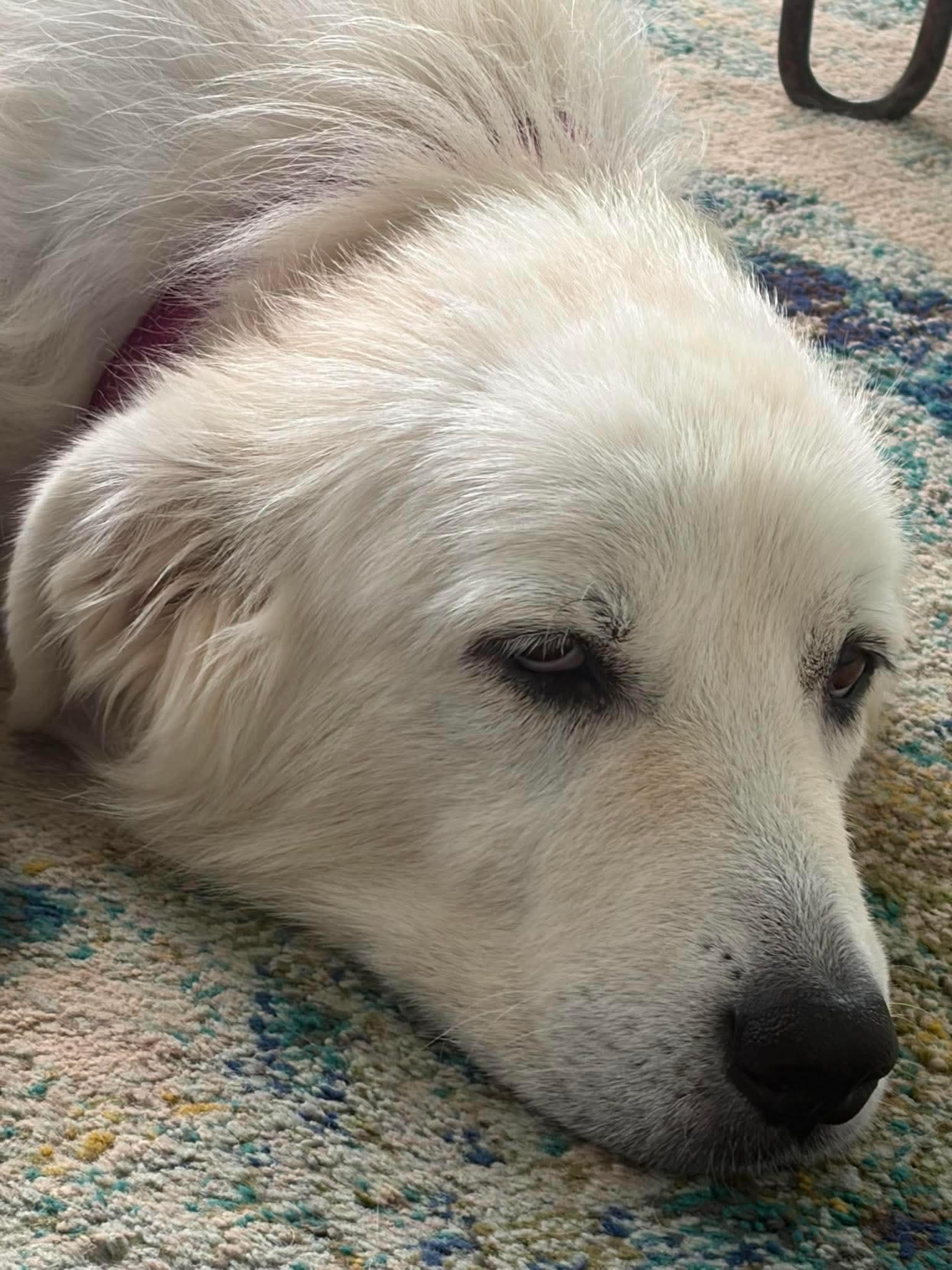 Sweetie, a ADOPTABLE mixed breed in Wando, SC image 5/6
