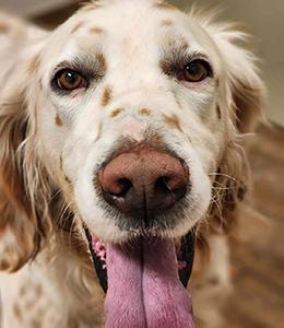 Augustus (Augie), a Adoptable English Setter in Austin, TX image 1/4