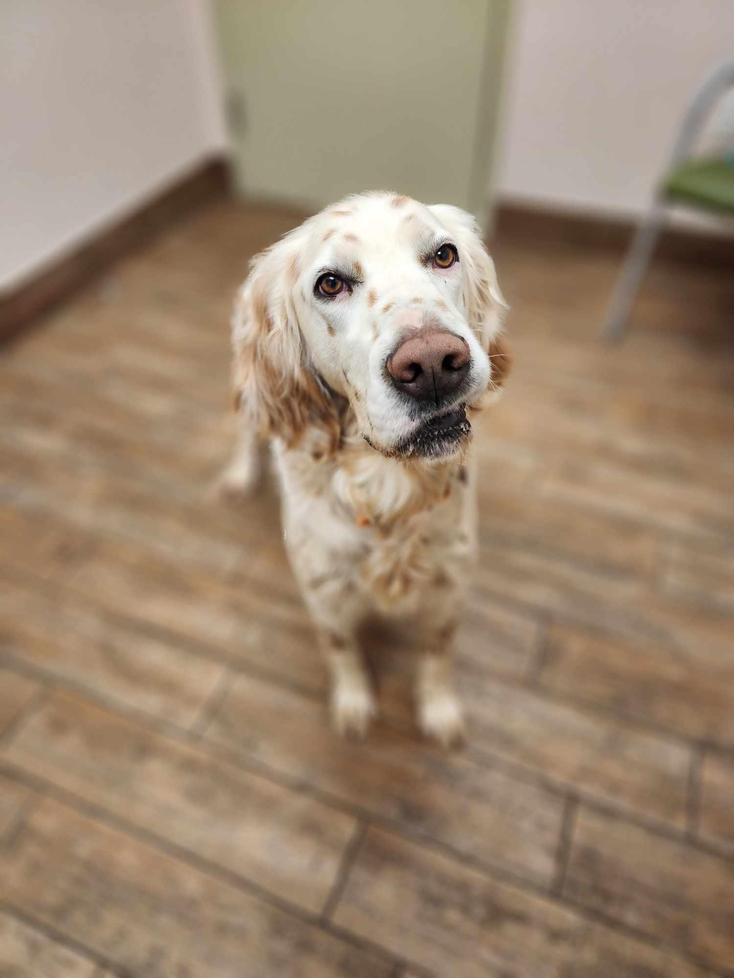 Augustus (Augie), Adoptable, Adult Male English Setter.