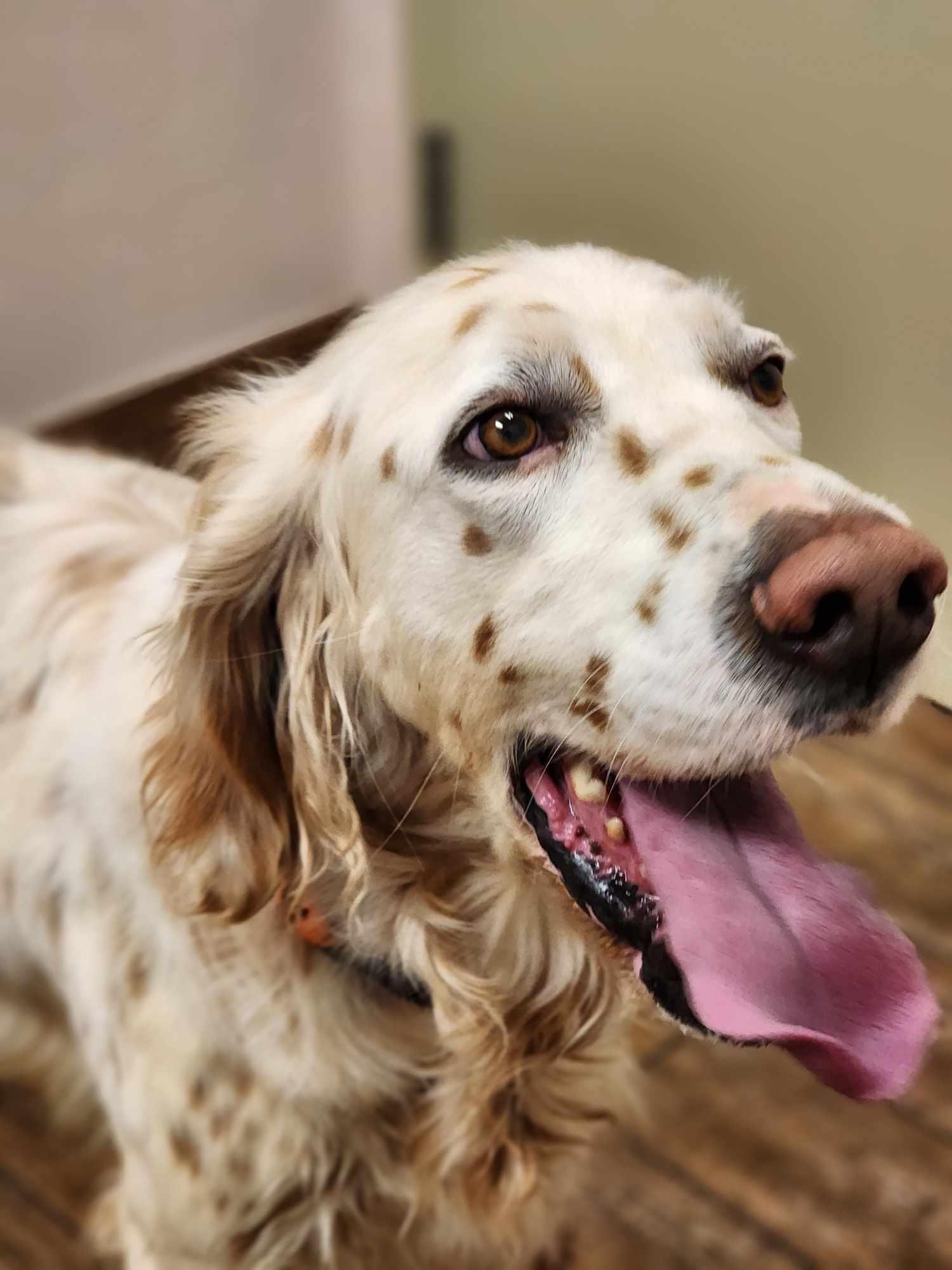 Augustus (Augie), a Adoptable English Setter in Austin, TX image 4/4