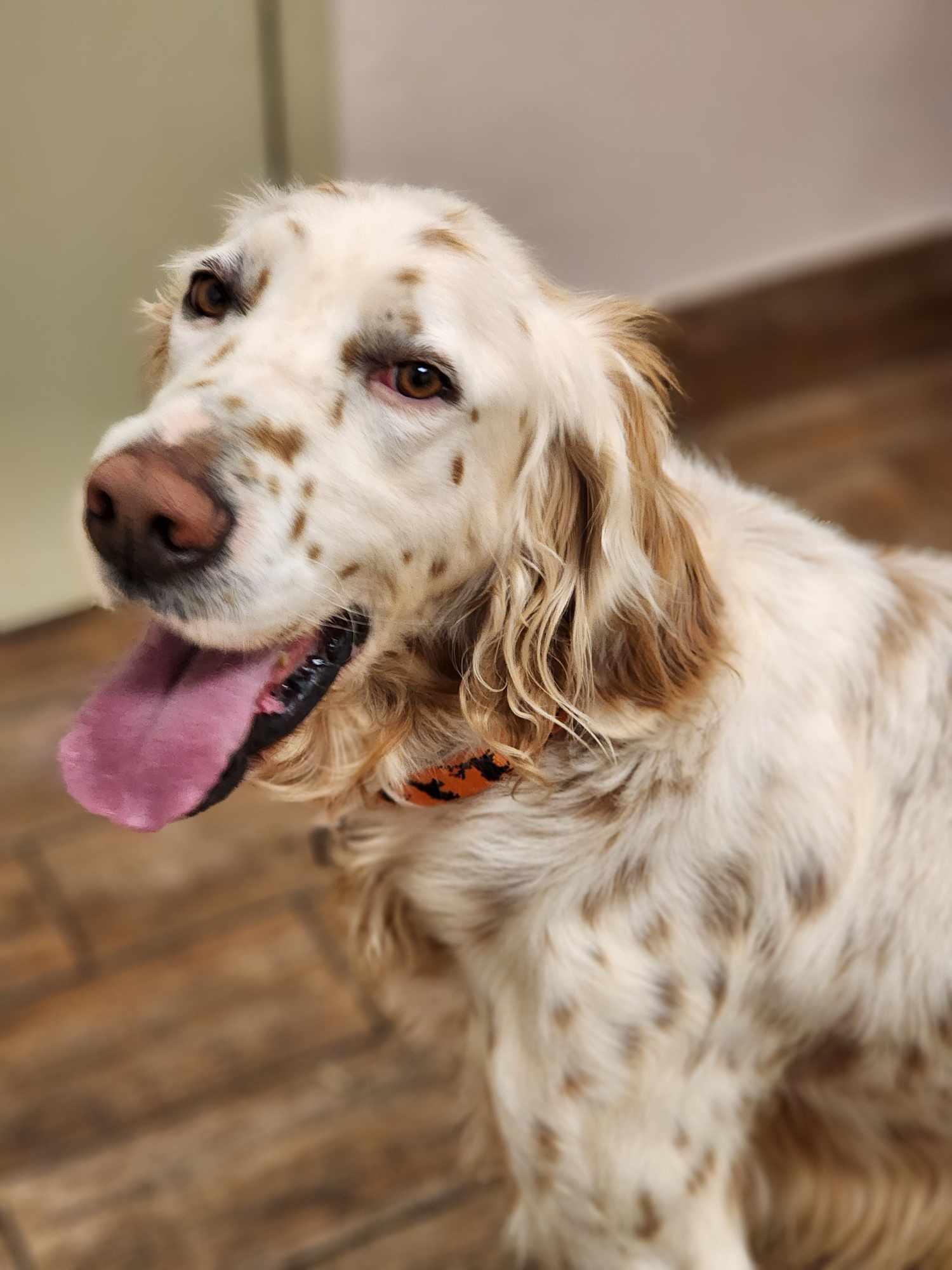 Augustus (Augie), a Adoptable English Setter in Austin, TX image 3/4