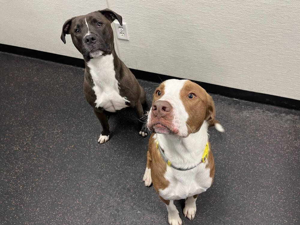 Bosley, Adoptable, Adult Male Mixed Breed.