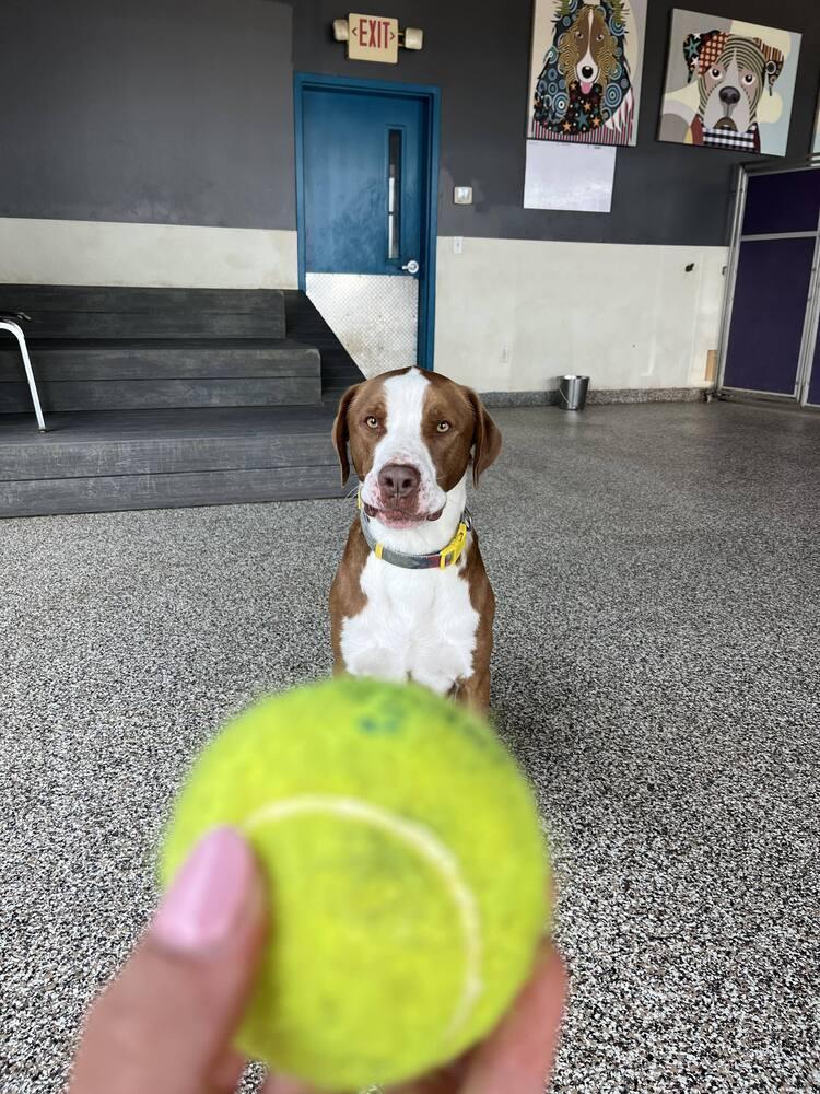 Enlarge Bosley, a Adoptable mixed breed in Lincoln, NE image 3/6