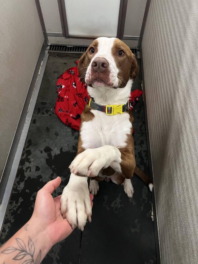 Enlarge Bosley, a Adoptable mixed breed in Lincoln, NE image 6/6