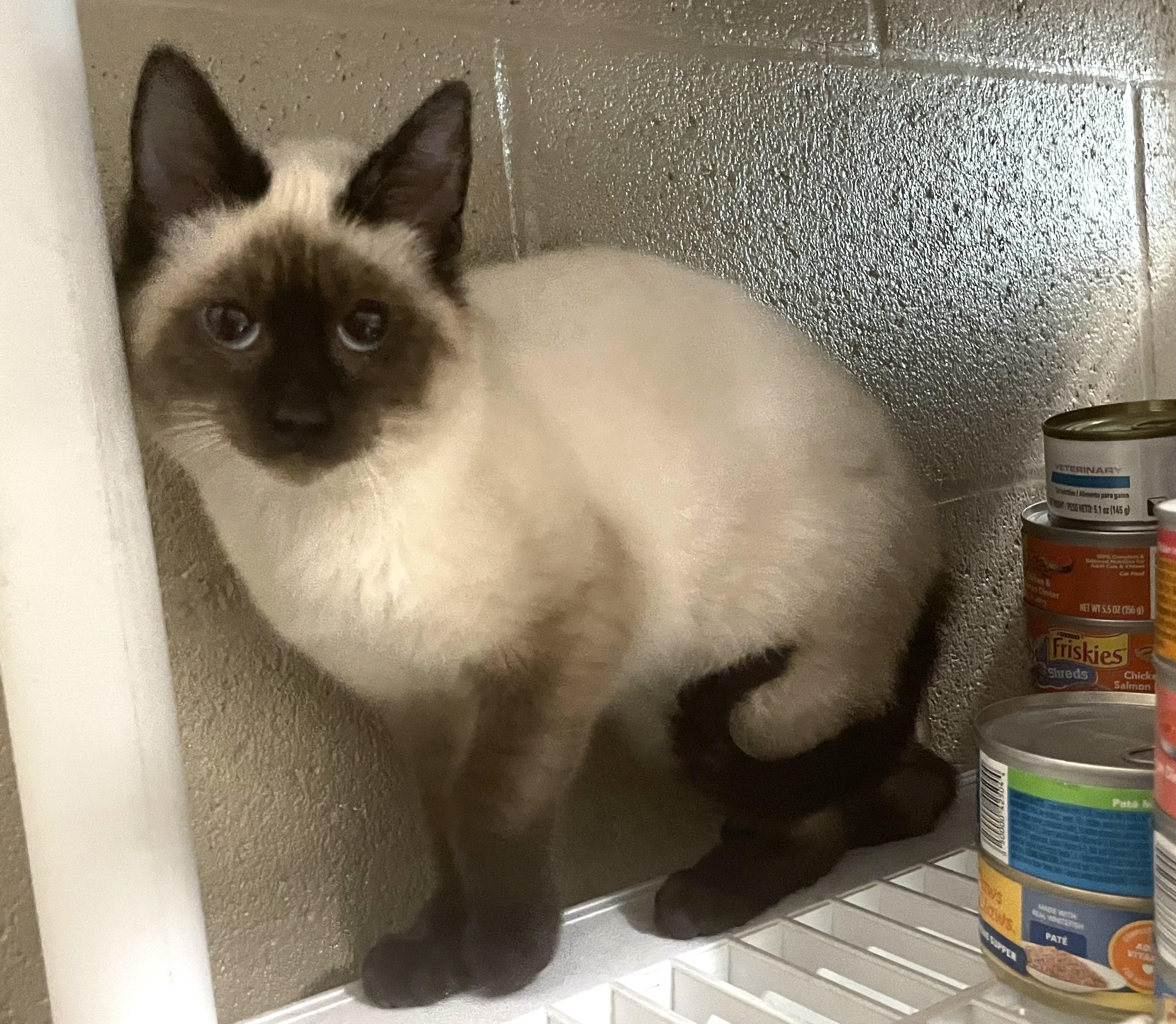 Milo, adopted, Young Male Siamese & Domestic Short Hair.