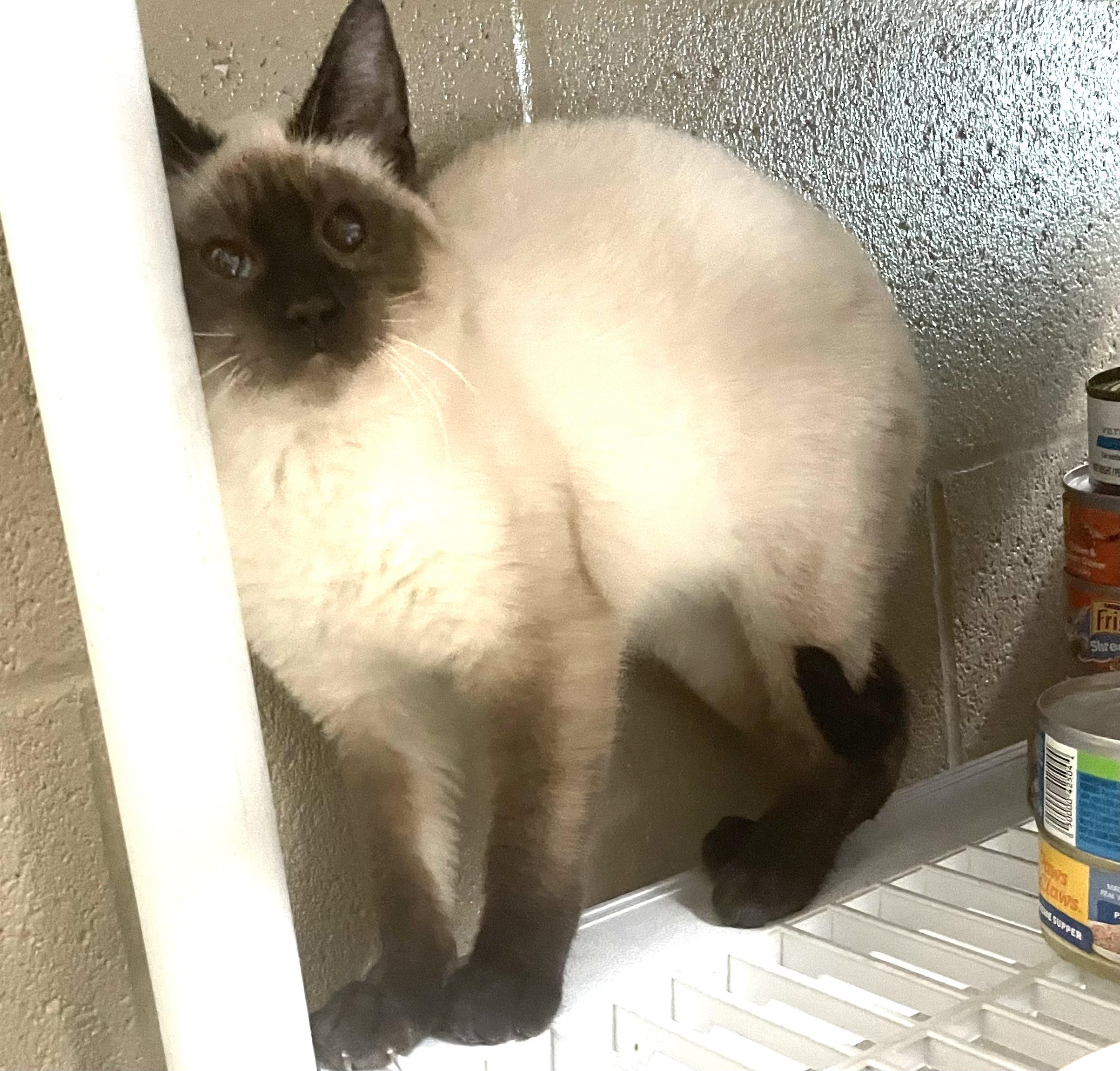 Enlarge Milo, an adopted mixed breed in Seabrook, TX image 3/5