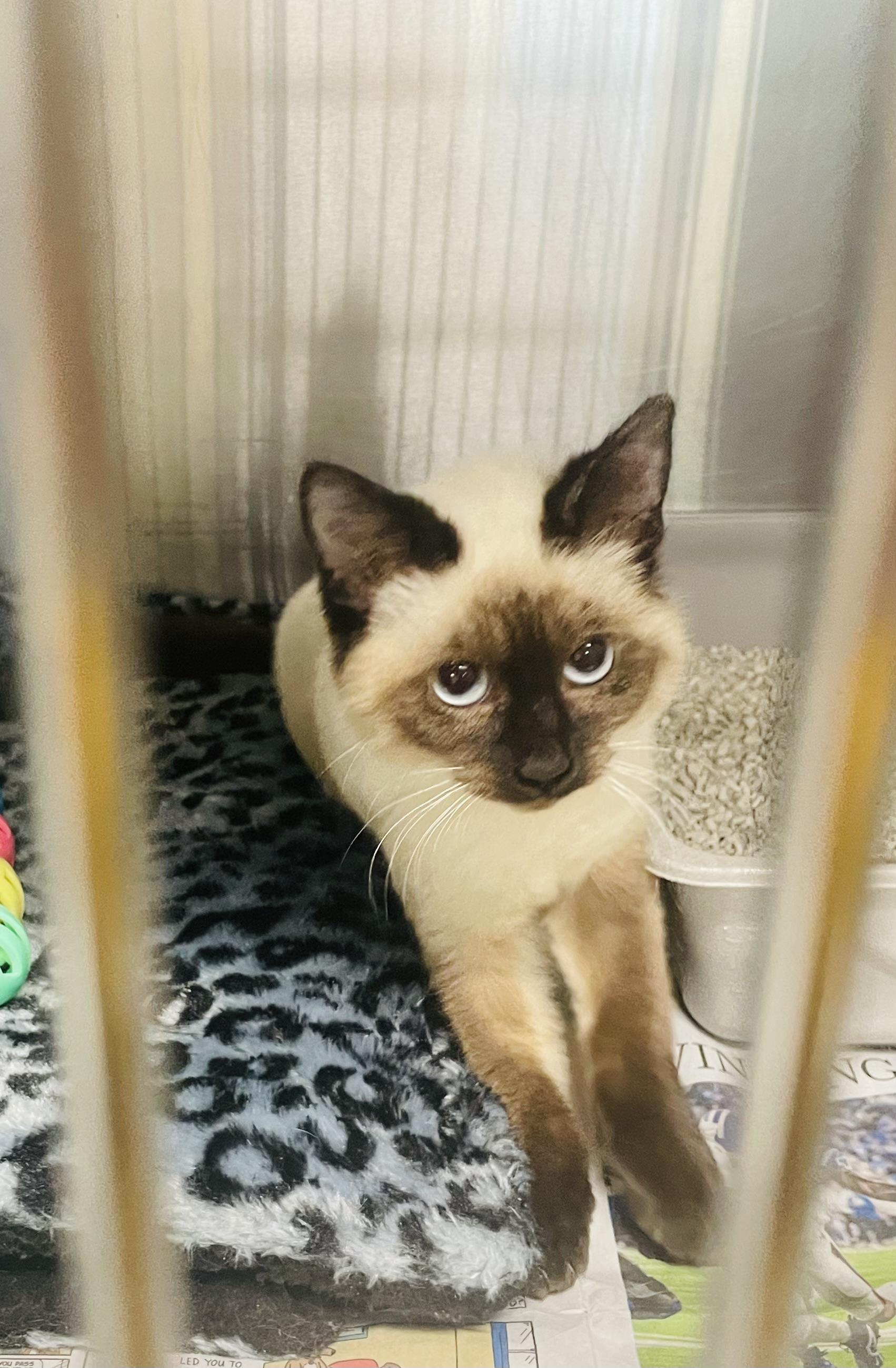 Enlarge Milo, an adopted mixed breed in Seabrook, TX image 5/5