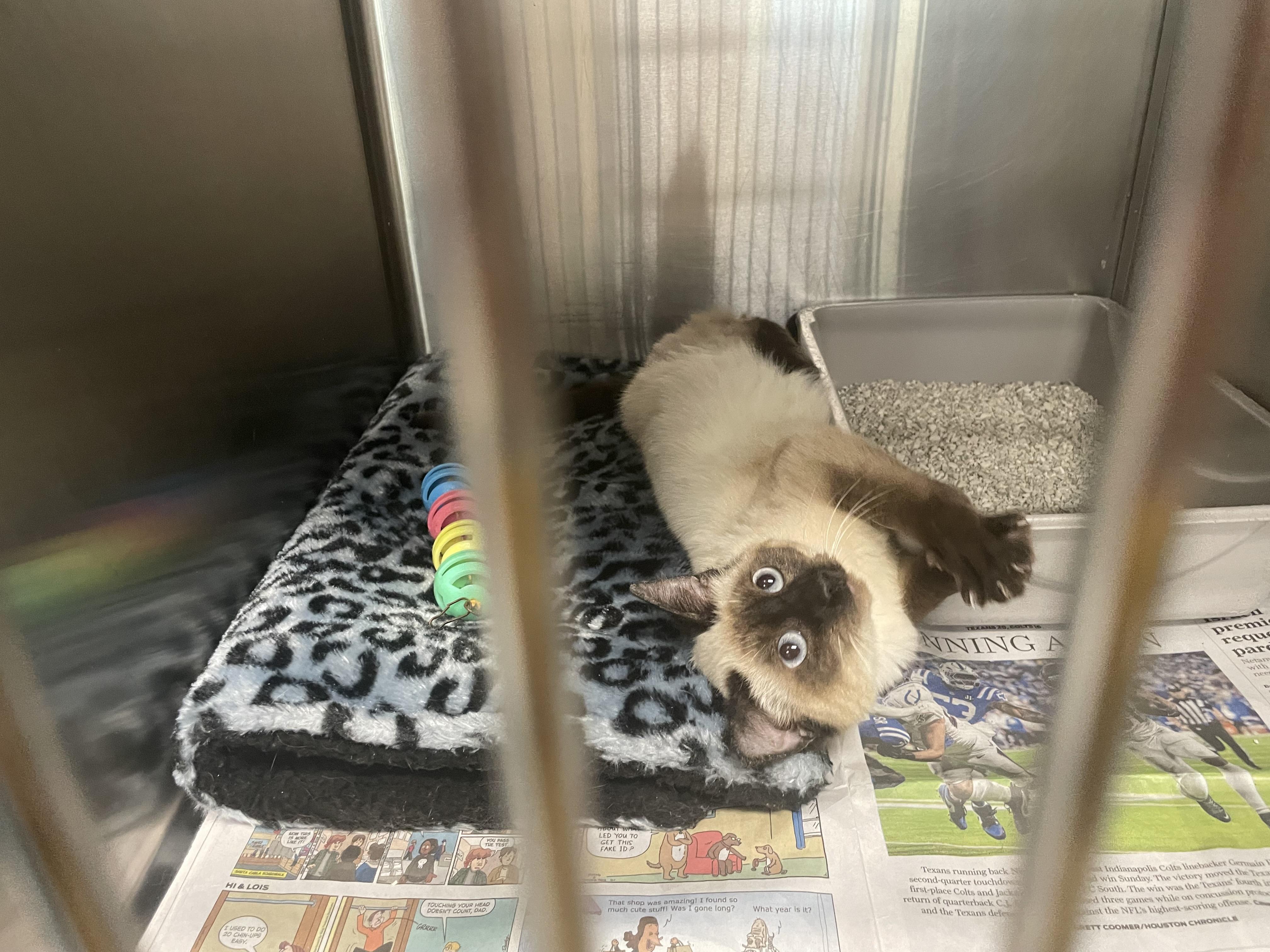 Enlarge Milo, an adopted mixed breed in Seabrook, TX image 2/5