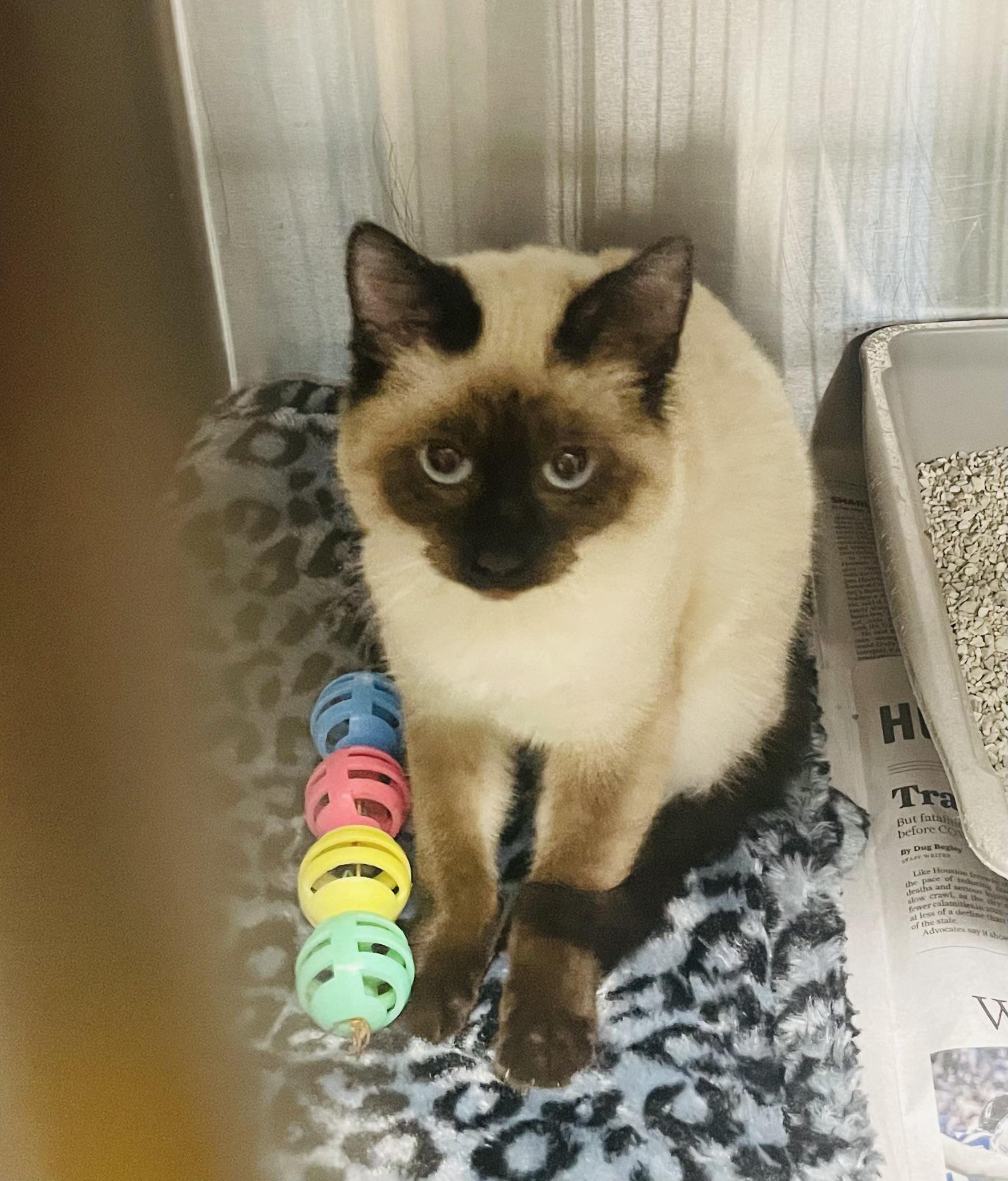 Enlarge Milo, an adopted mixed breed in Seabrook, TX image 4/5