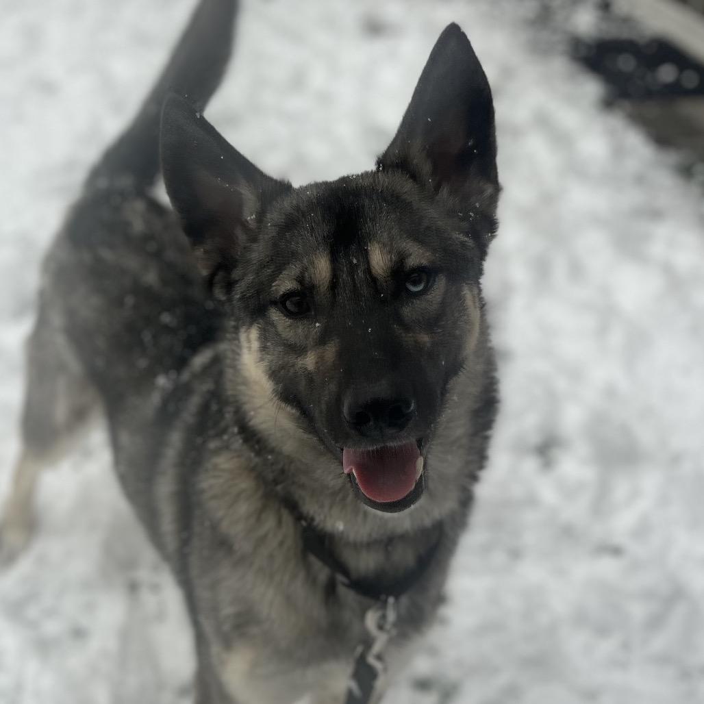 Yeti — thumbnail 3