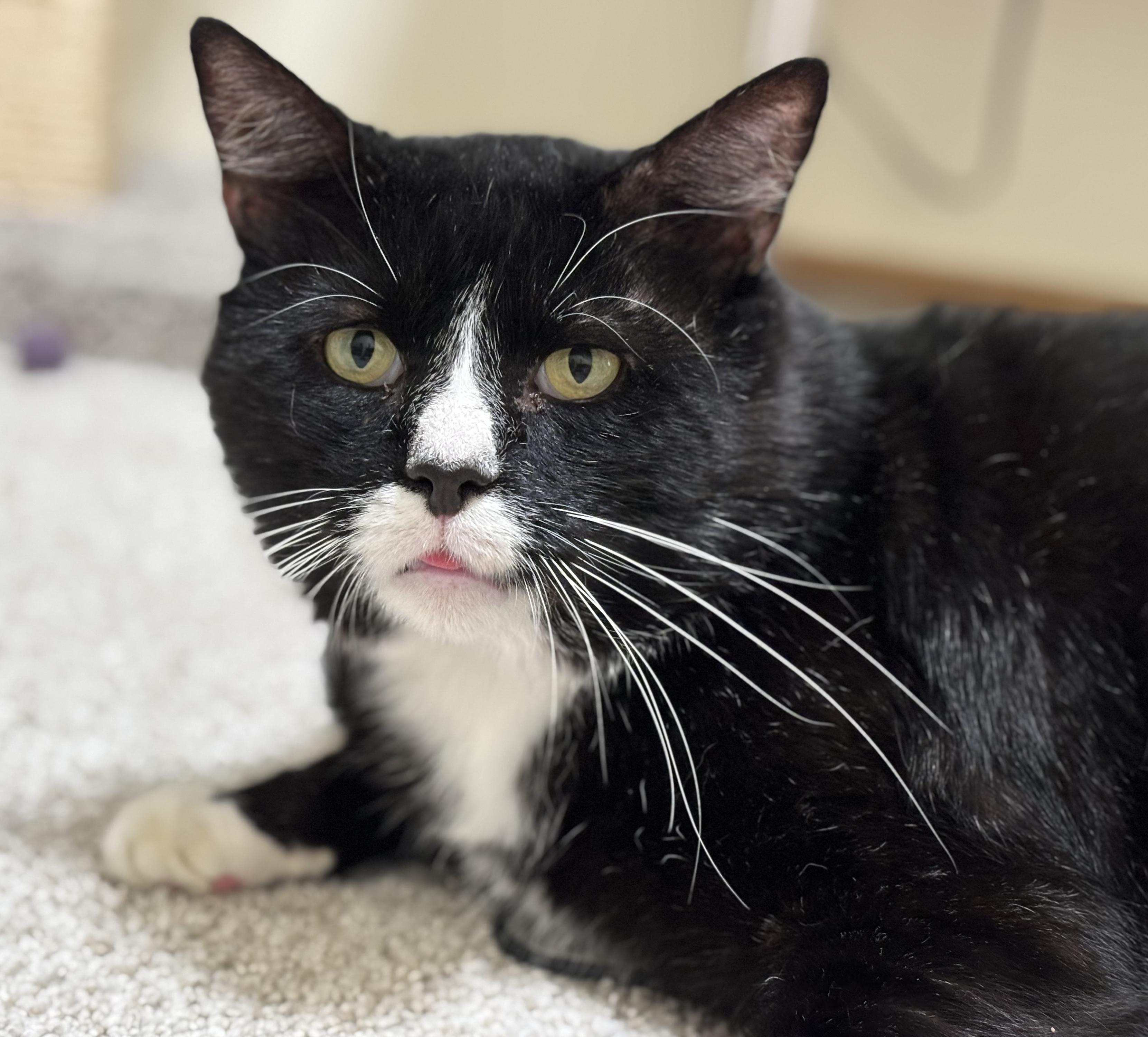Enlarge Mister the Magnificent!, a Adoptable Domestic Short Hair in Palm Coast, FL image 1/5