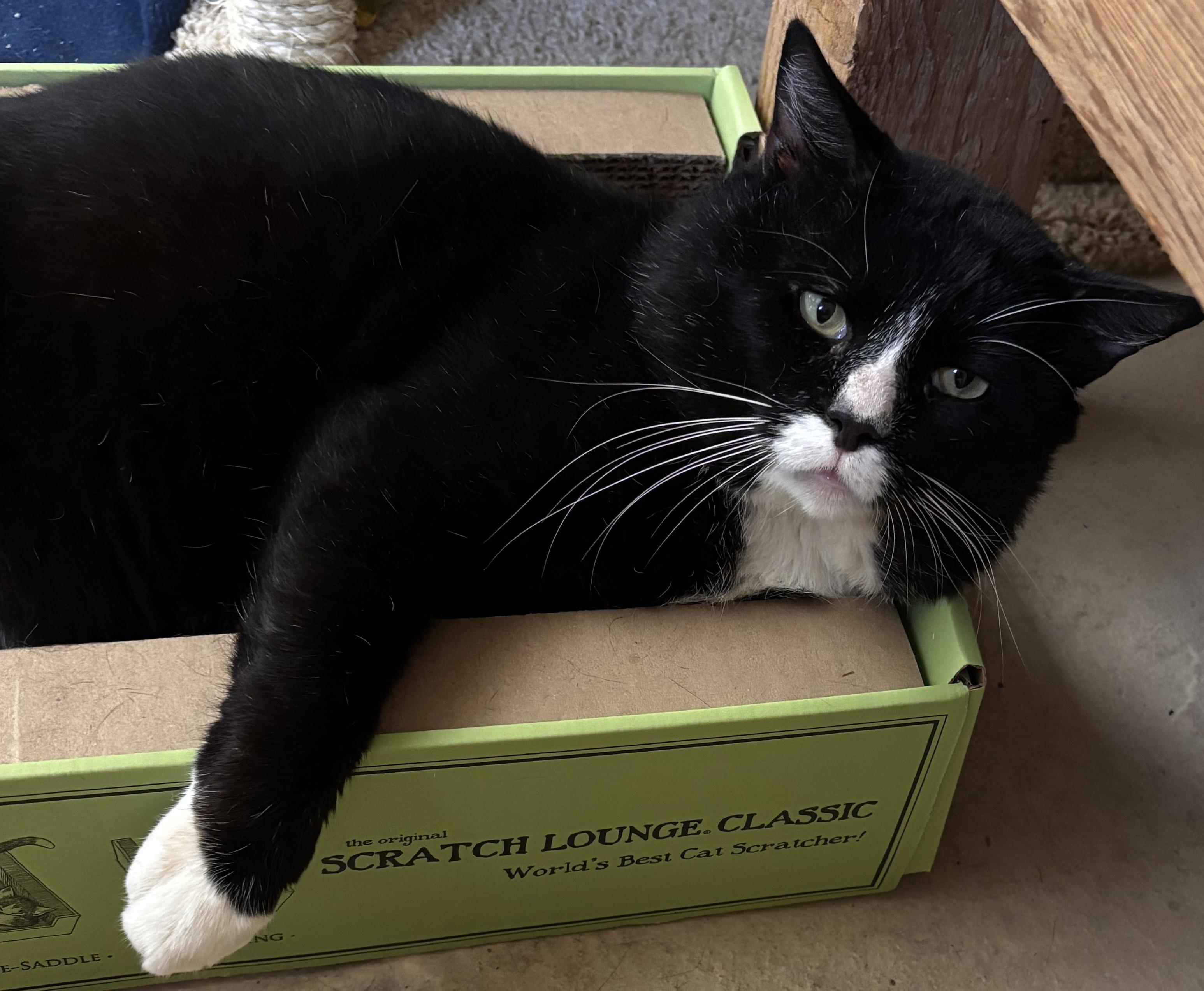 Mister the Magnificent and his Magic Box!, Adult Male unknown