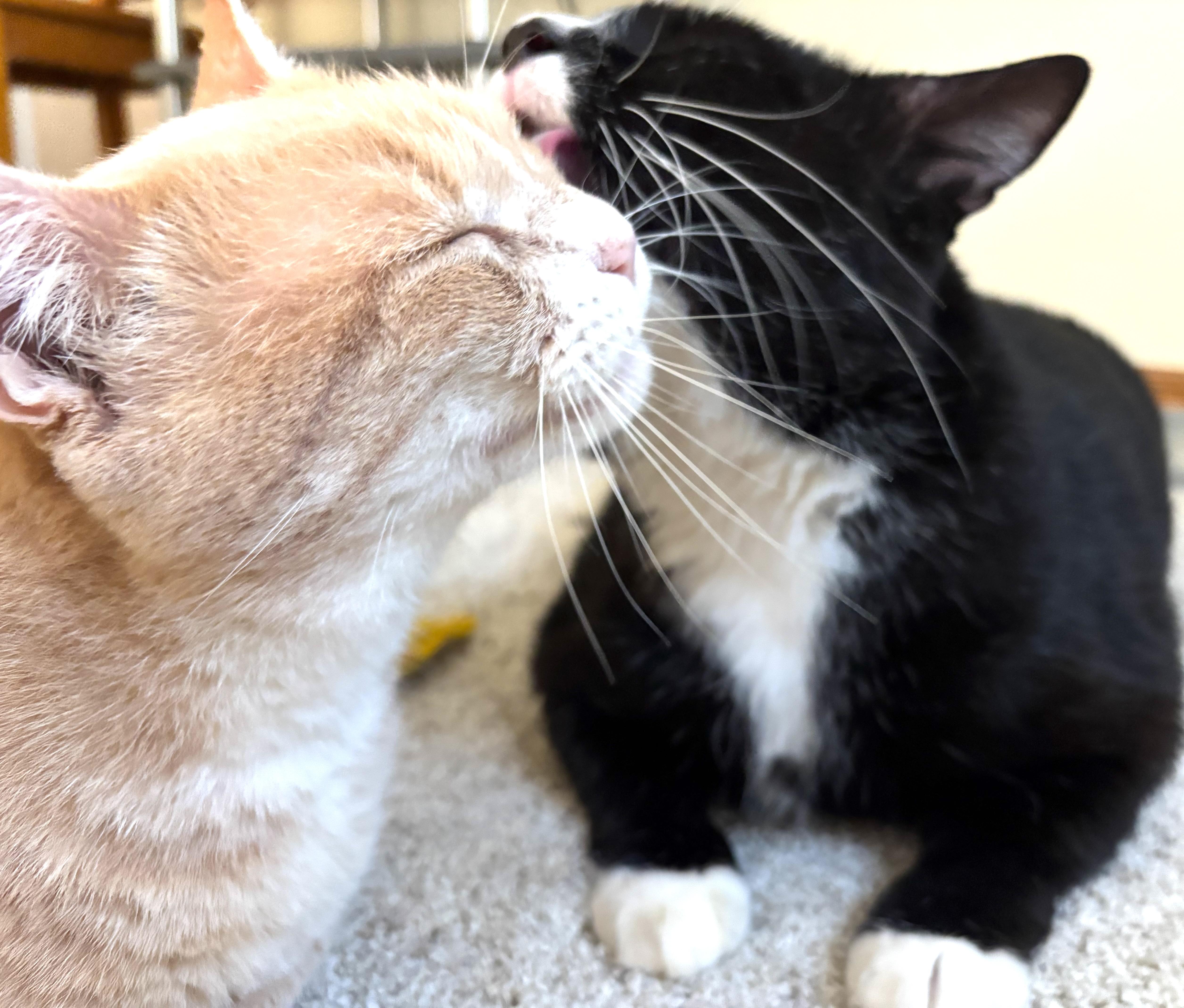 Enlarge Mister the Magnificent!, a Adoptable Domestic Short Hair in Palm Coast, FL image 2/5