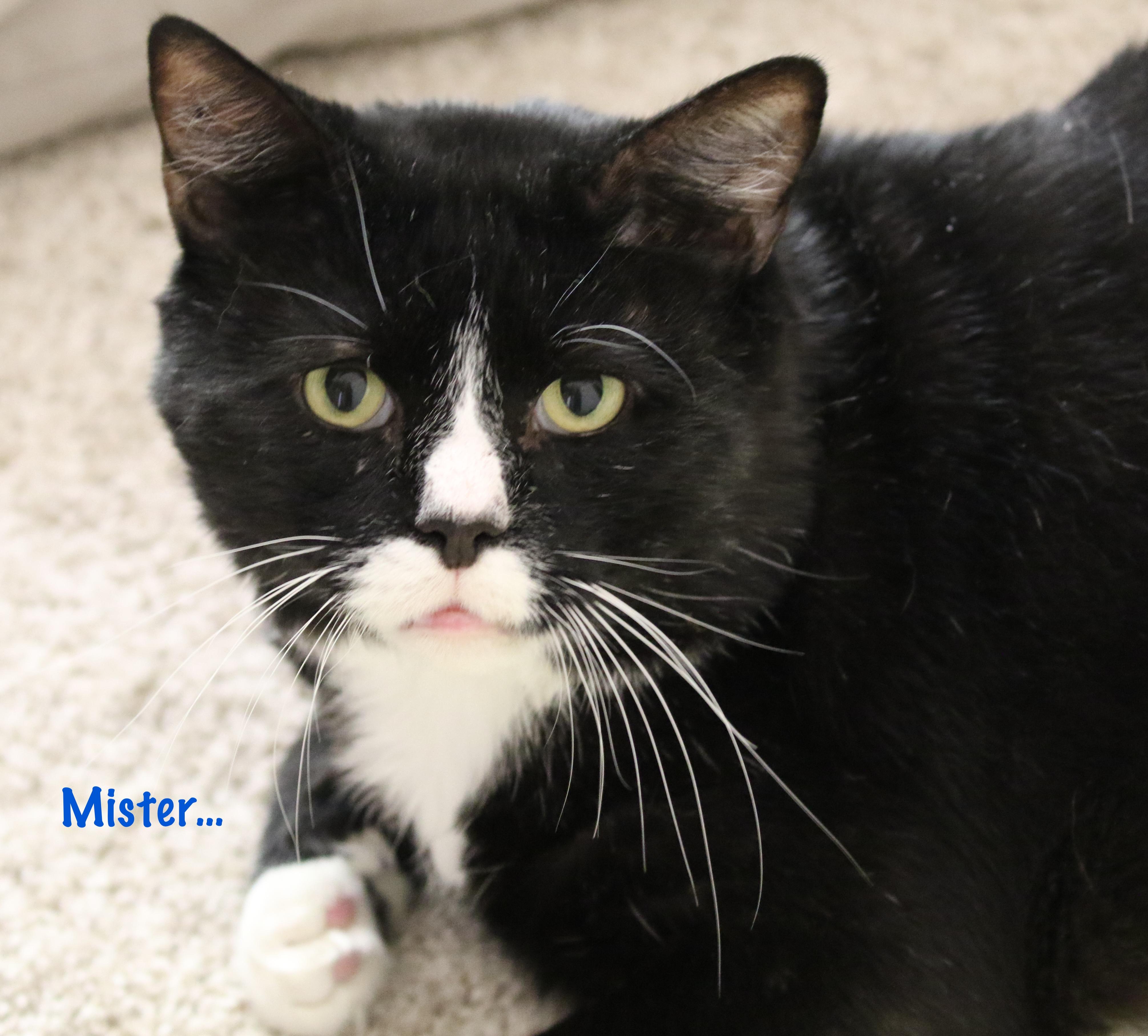 Enlarge Mister the Magnificent!, an adoptable Domestic Short Hair in Palm Coast, FL image 6/6