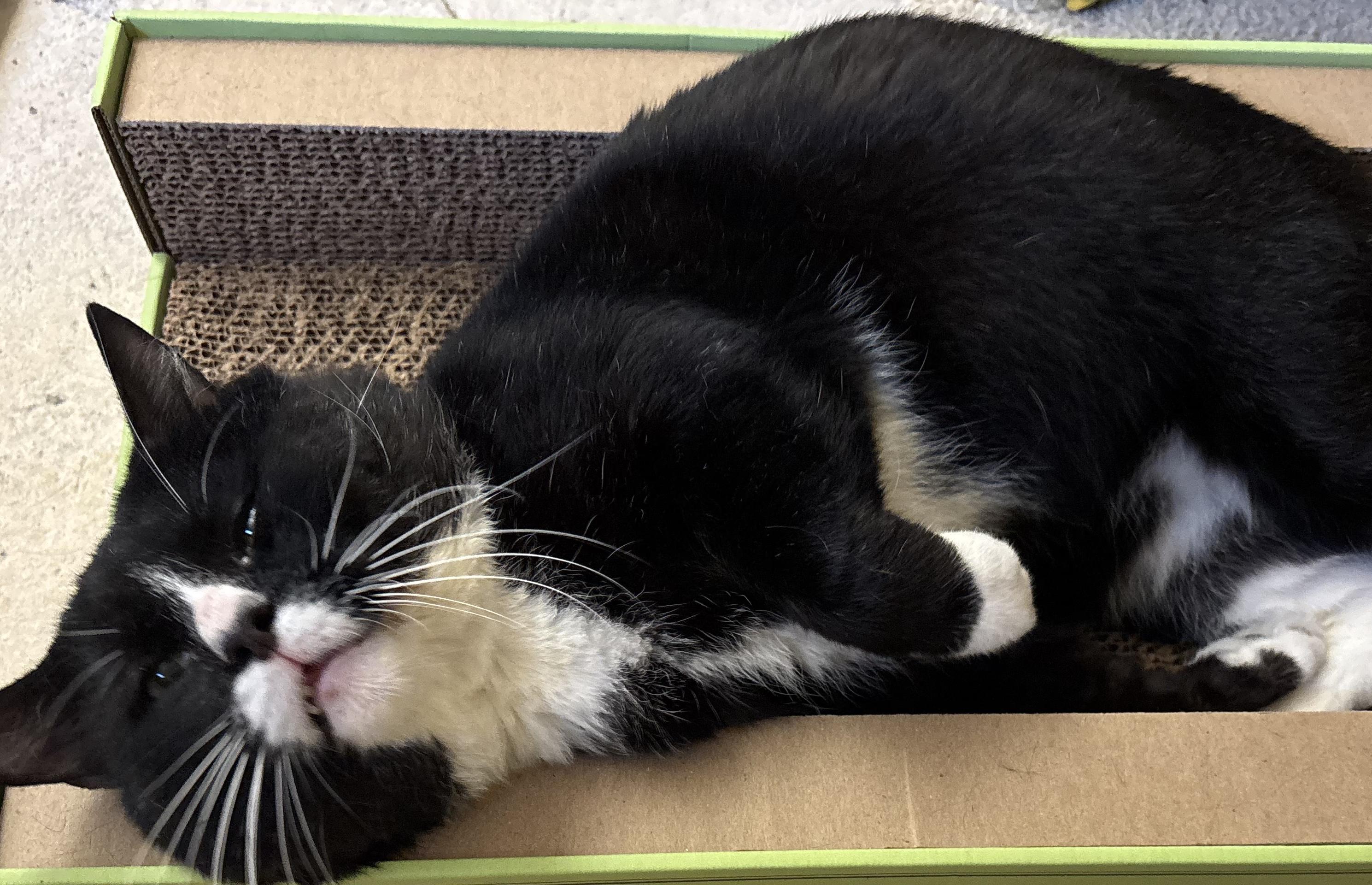 Enlarge Mister the Magnificent!, a Adoptable Domestic Short Hair in Palm Coast, FL image 4/5