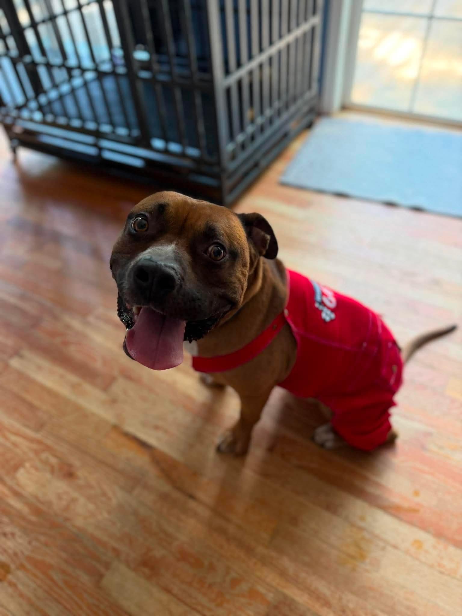 Jerzy, a ADOPTABLE mixed breed in Sunset Bch, NC image 3/5