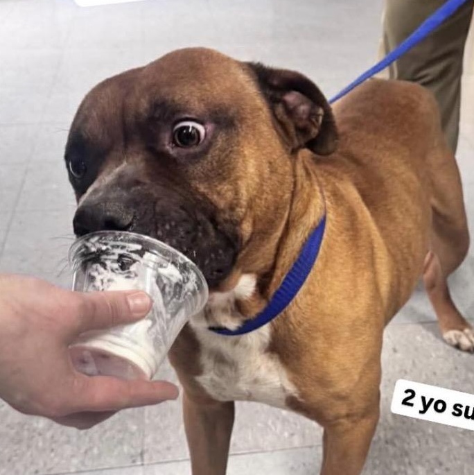 Jerzy, a ADOPTABLE mixed breed in Sunset Bch, NC image 1/5