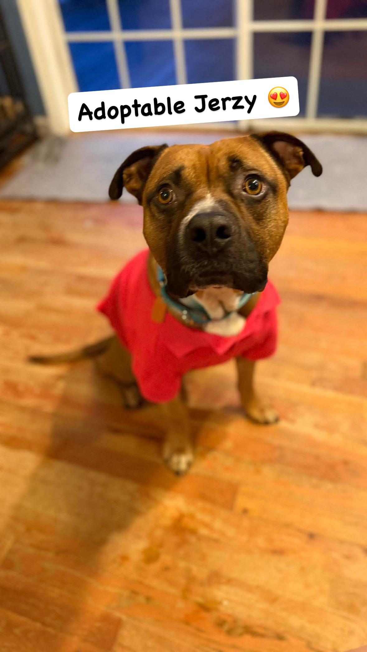 Jerzy, a ADOPTABLE mixed breed in Sunset Bch, NC image 4/5
