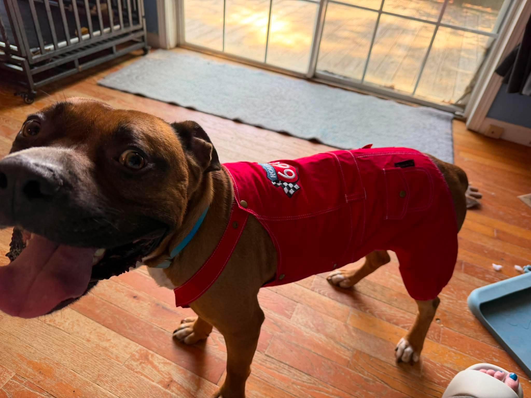 Jerzy, a ADOPTABLE mixed breed in Sunset Bch, NC image 2/5