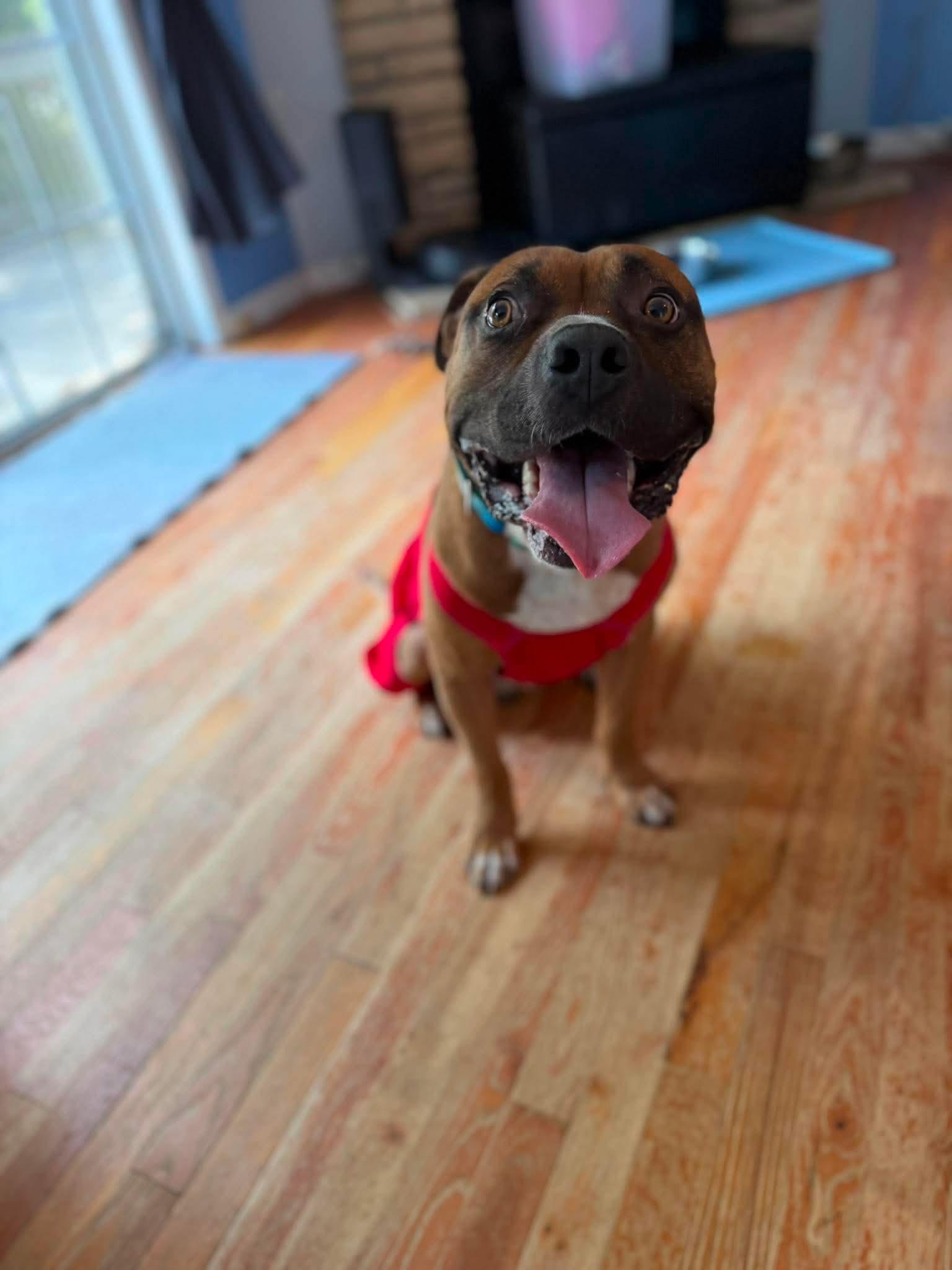 Jerzy, a ADOPTABLE mixed breed in Sunset Bch, NC image 5/5