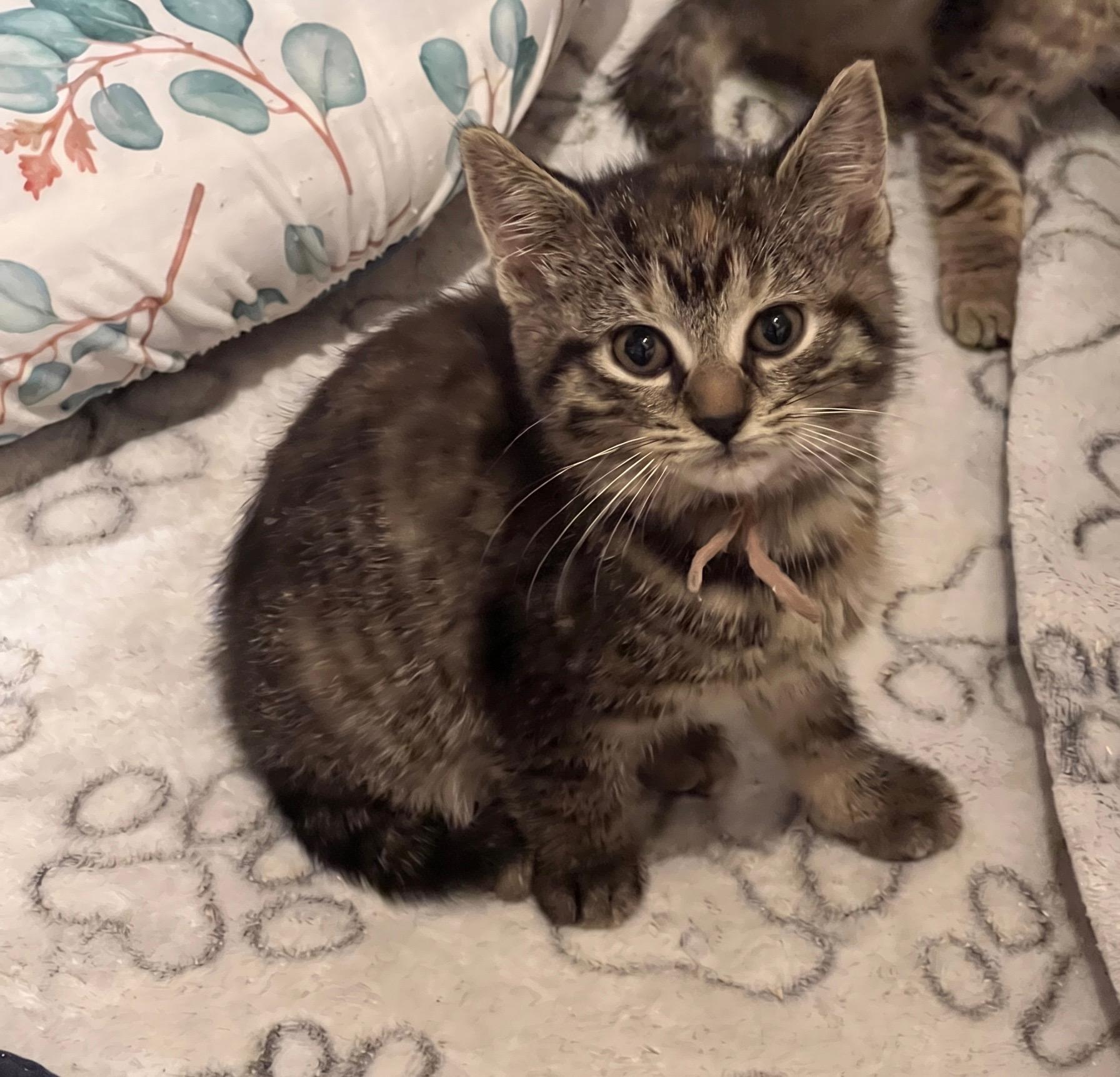 Alvida, adopted, Kitten Female Domestic Short Hair.