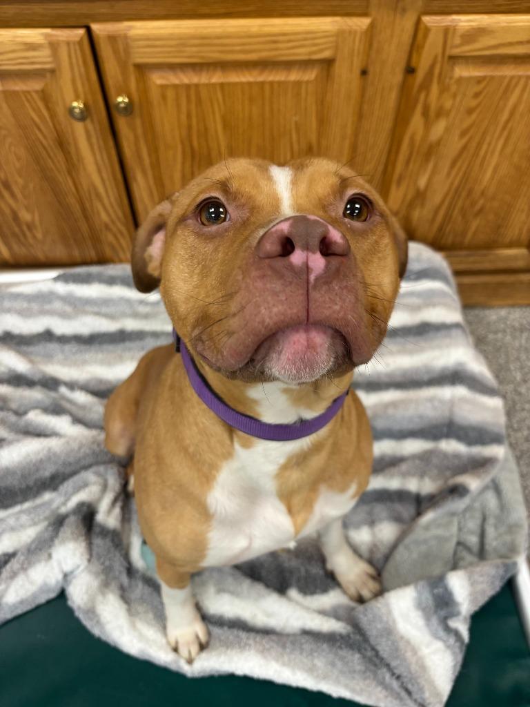 Jewl (Ju Ju), Adopted, Young Female Pit Bull Terrier & Hound.