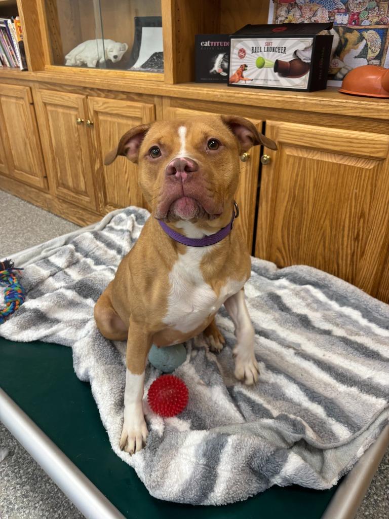 Enlarge Jewl (Ju Ju), a Adopted mixed breed in Findlay, OH image 2/3