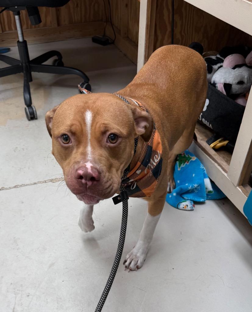 Enlarge Jewl (Ju Ju), a Adopted mixed breed in Findlay, OH image 3/3