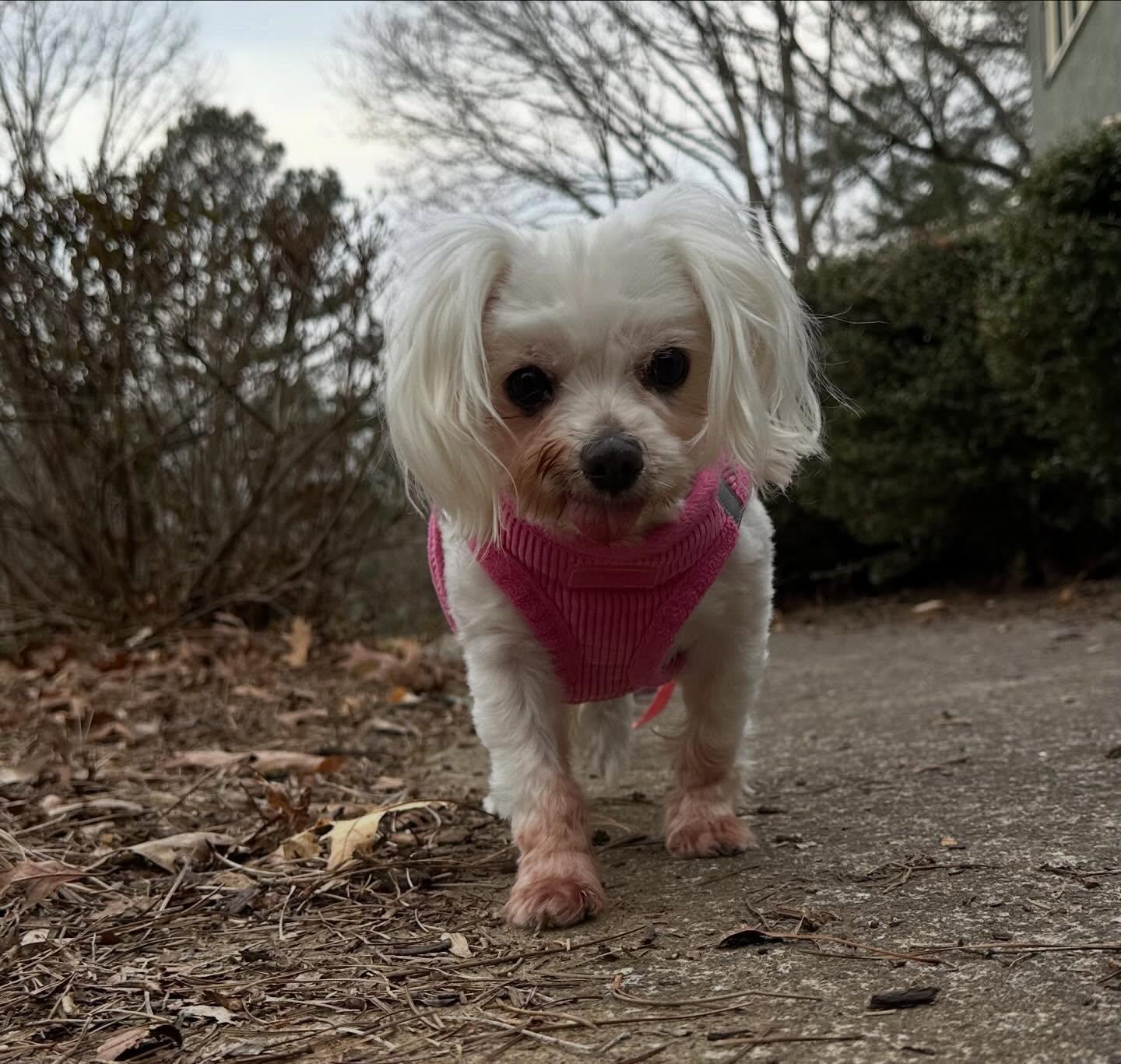 Enlarge Missy Zelda (FL), an adoptable Maltese in Gainesville, FL image 2/2