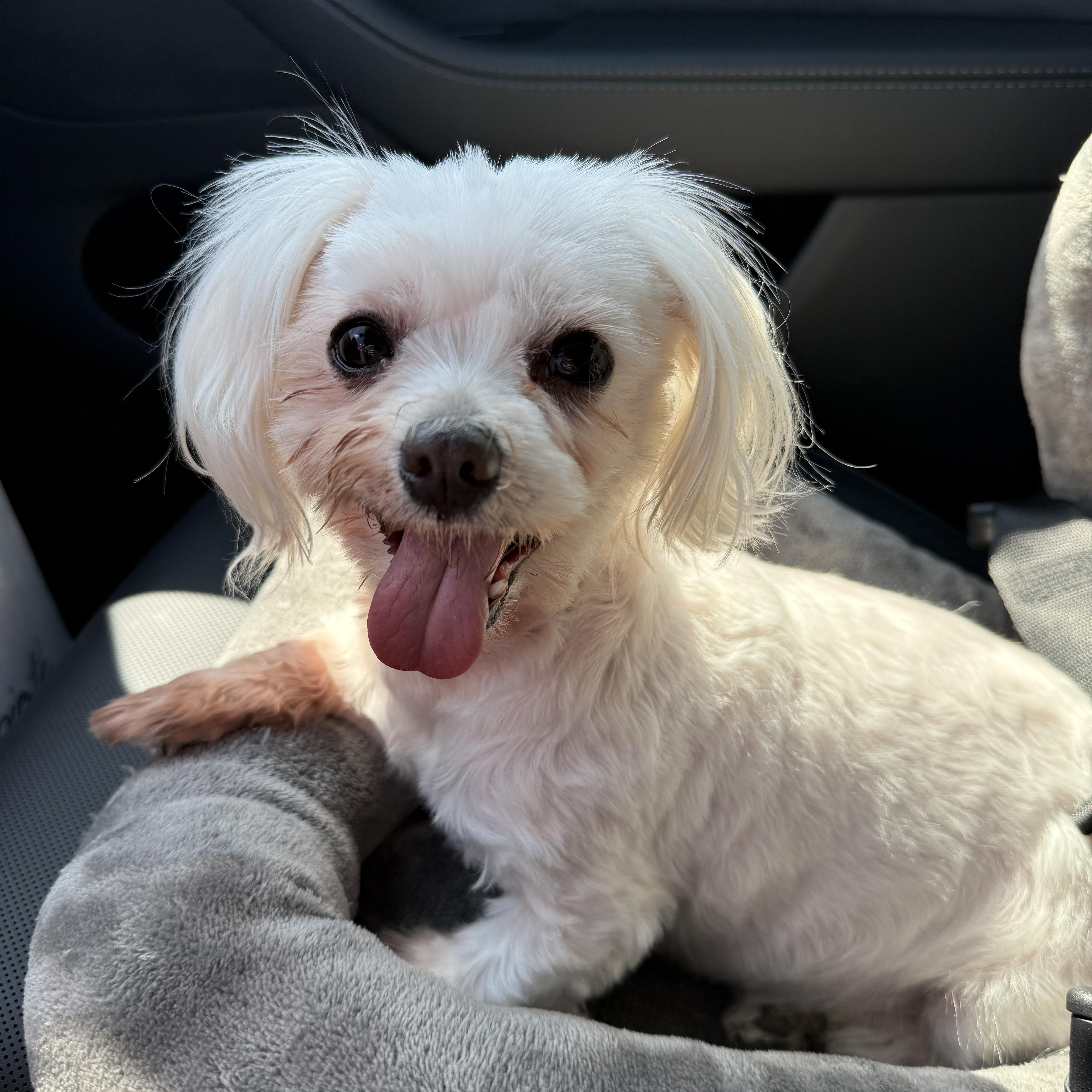 Enlarge Missy Zelda (FL), an adoptable Maltese in Gainesville, FL image 1/2