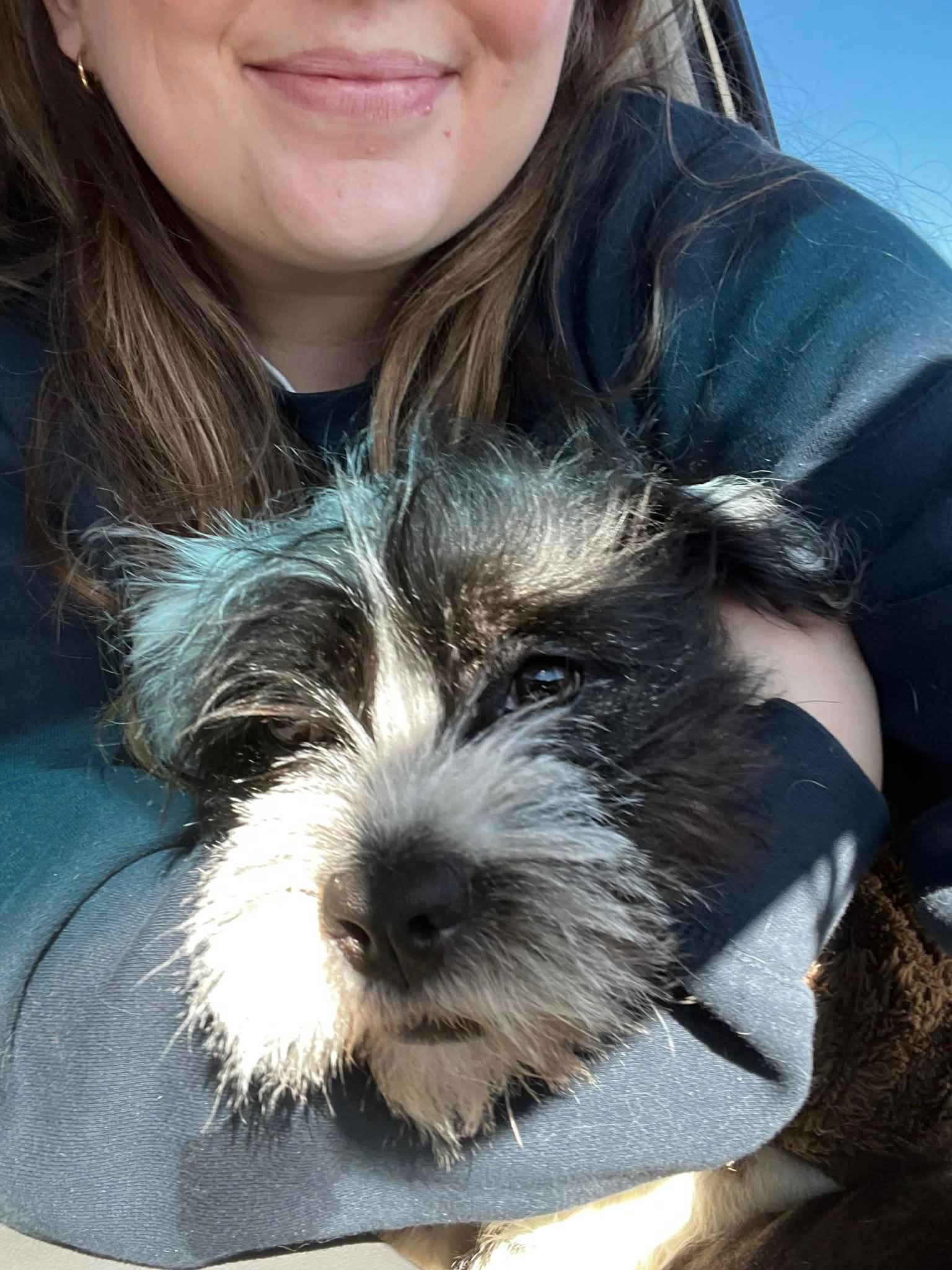Pearl - ADOPTION IN PROCESS, Adoptable, Young Female Terrier.