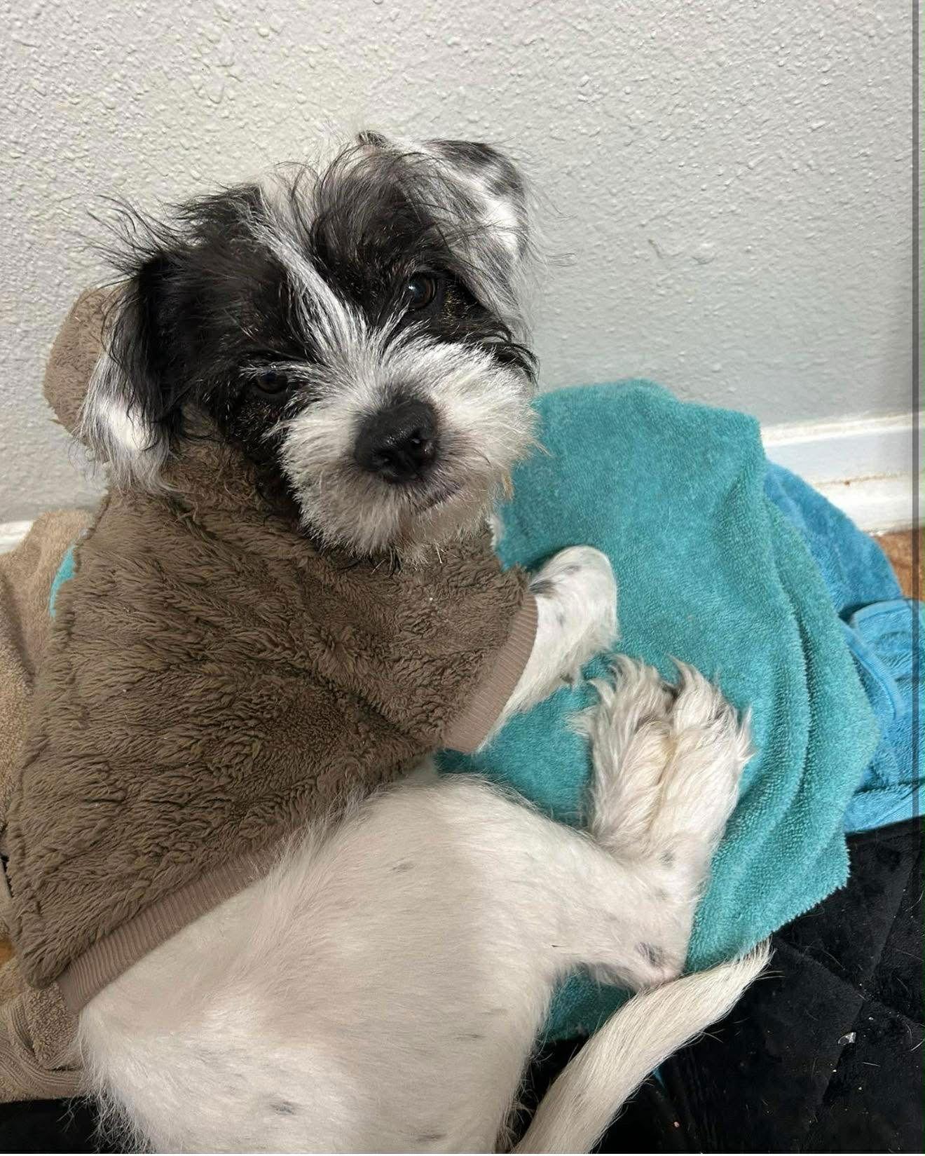 Enlarge Pearl - ADOPTION IN PROCESS, a Adoptable Terrier in Grafton, WI image 2/2