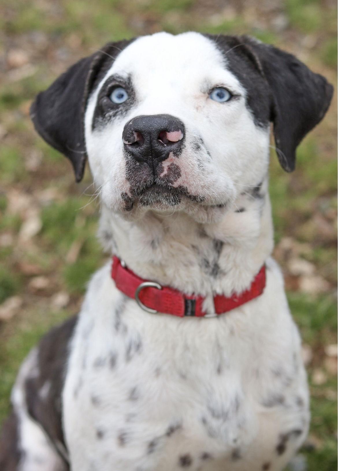 Elmer, Adoptable, Young Male Mixed Breed.