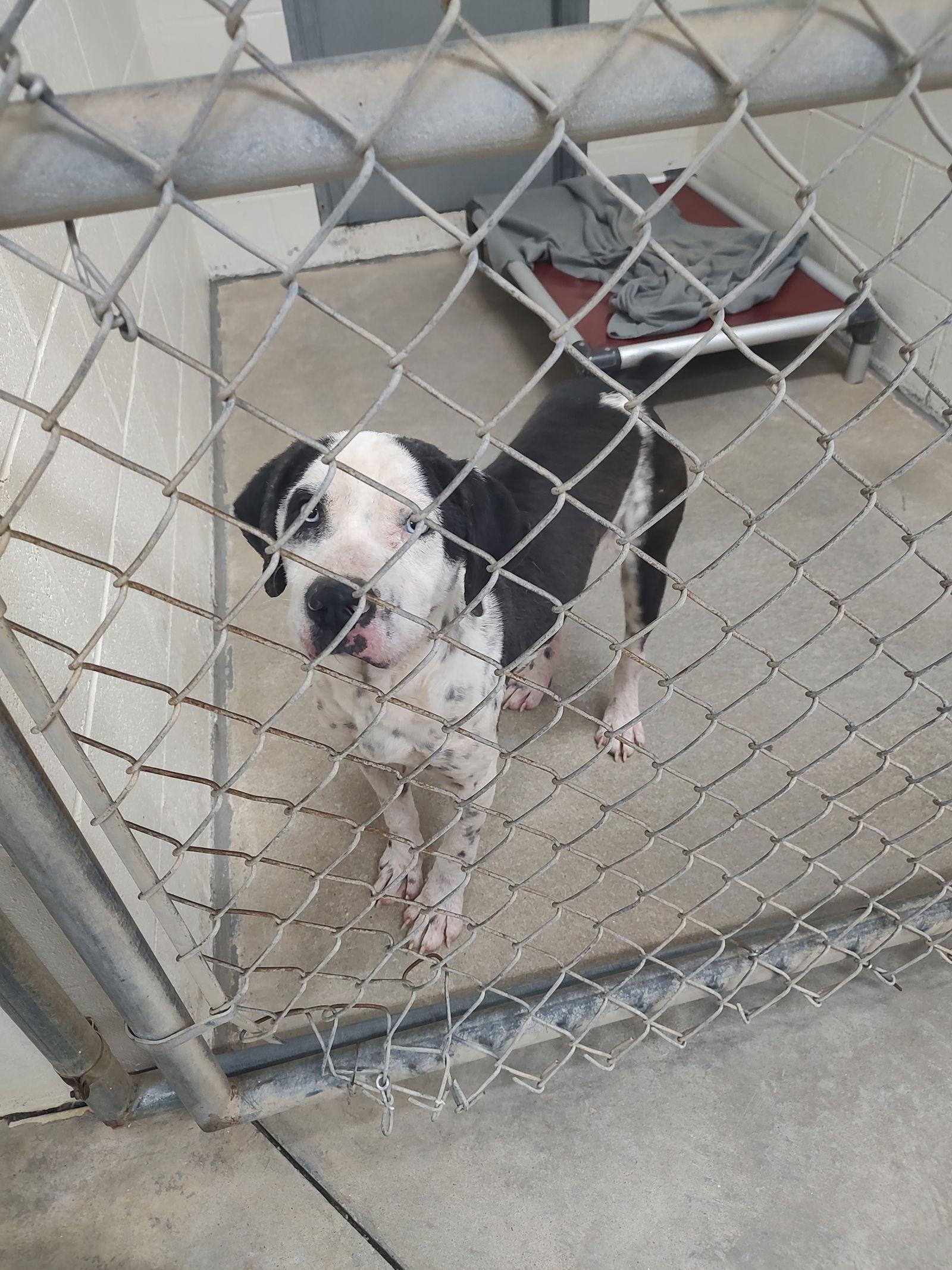 Enlarge Elmer, a Adoptable Mixed Breed in Sanford, NC image 2/3