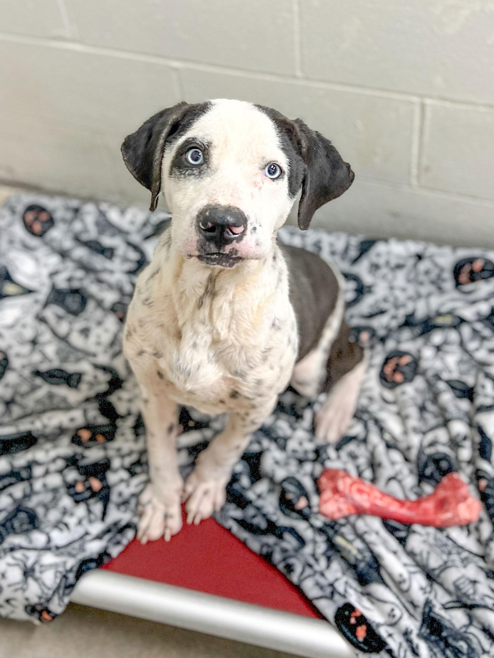 Enlarge Elmer, a Adoptable Mixed Breed in Sanford, NC image 3/3