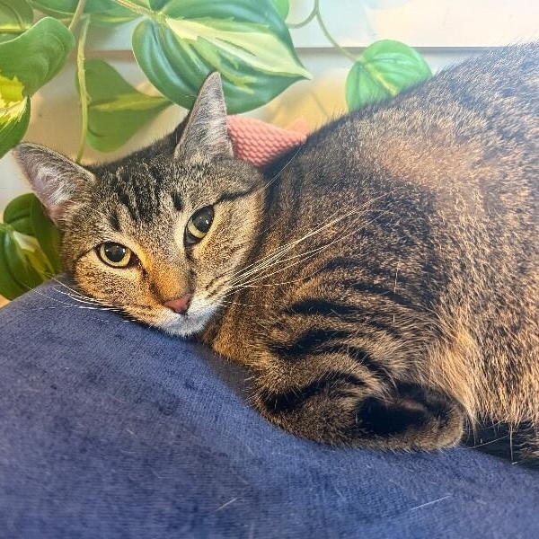 Margarita snugglepurr