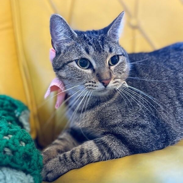 Margarita snugglepurr — thumbnail 2